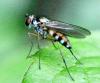 Argyra sp.